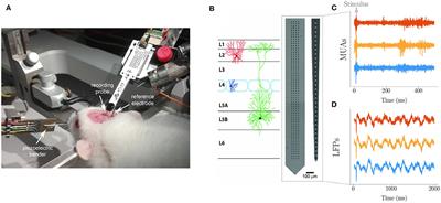 Neuronal Avalanches Across the Rat Somatosensory Barrel Cortex and the Effect of Single Whisker Stimulation